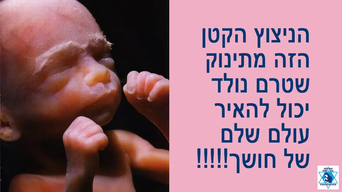 פרשת נשא