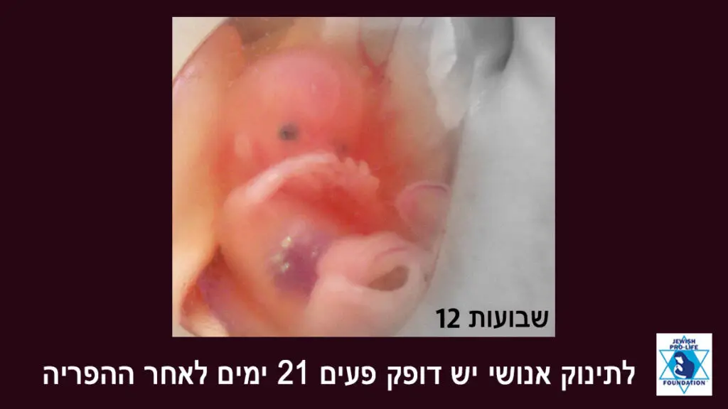 פעימות הלב של התינוק